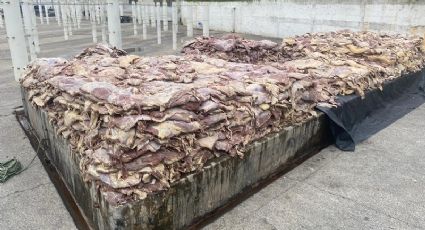 Moscas e baratas: 4,6 mil quilos de carne estragada são apreendidos em fábrica de SP; VEJA FOTOS