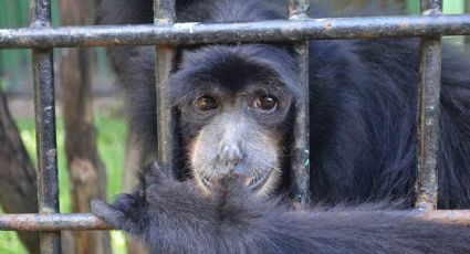 O impacto do tráfico de animais silvestres na fauna Brasileira