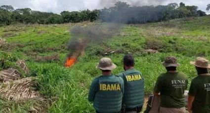 Por que desintrusão da terra indígena mais desmatada da Amazônia não é concluída?