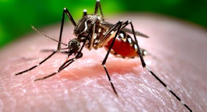 Dengue será problema para EUA, Europa e África ainda nesta década, diz OMS