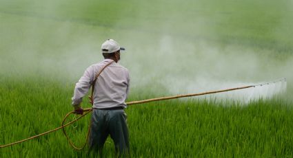 Indígena grávida passa mal e morre no MS após aplicação de agrotóxico em fazenda vizinha