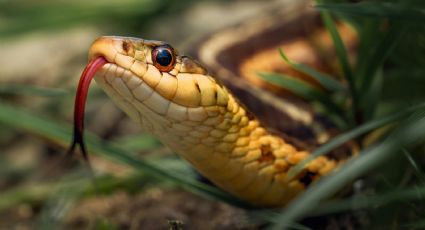 Sonhar com cobra: saiba qual é o significado dos sonhos