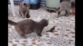 VÍDEO: 1 pássaro, 3 gatos e o melhor filme de suspense que você já viu