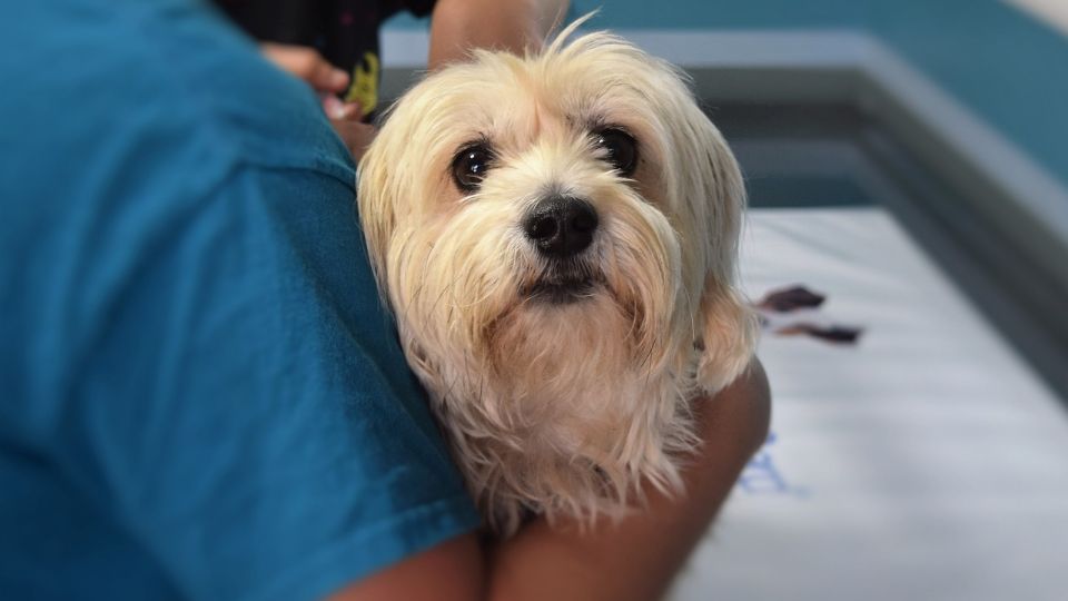 Cães tem recebido atenção de veterinários por nova doença