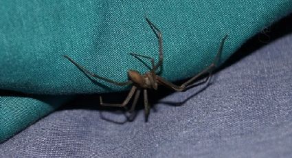 Quem é o cantor que morreu após picada de aranha