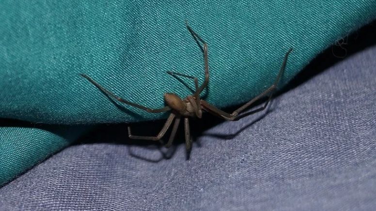 Quem é o cantor que morreu após picada de aranha