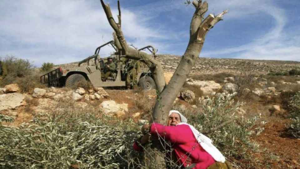 Mulher se agarra a oliveira destruída, sob o olhar de soldado israelense