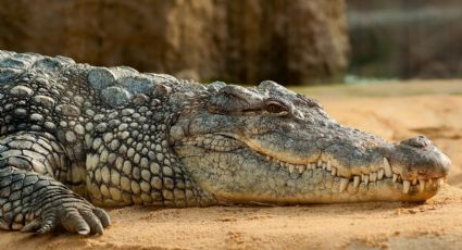 Ele sobreviveu a um ataque de crocodilo mordendo o animal