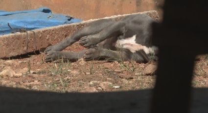 DF: Policial invade casa e mata cachorro com tiro na cabeça