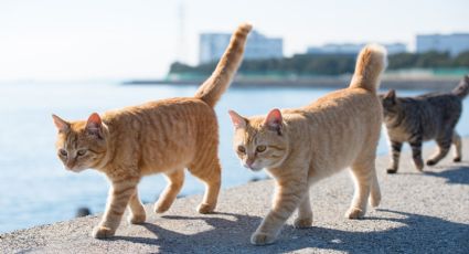 Afinal, ter um gato em casa dobra o risco de desenvolver esquizofrenia, como afirma O Globo?