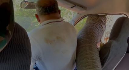 VÍDEO: Elefante em fúria e faminto ataca carro para pegar pacotes de batatas fritas