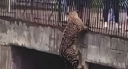 VÍDEO: Onça escala poste, quase foge e apavora visitantes no zoo do DF