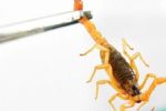 O que disse pai ao achar escorpião próximo à filha recém-nascida na maternidade