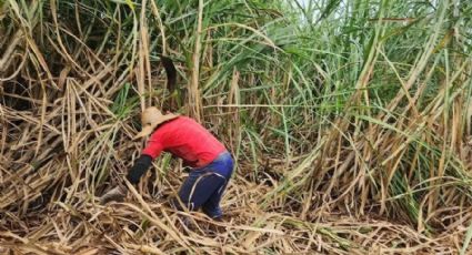 Ministério do Trabalho resgata 139 vítimas de trabalho análogo à escravidão em Goiás