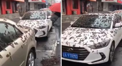 VÍDEO: Afinal, houve uma chuva de vermes na China ou não?