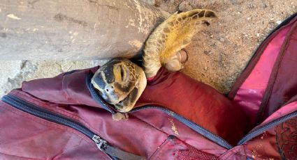 Tartaruga é achada morta dentro de mochila no litoral do ES