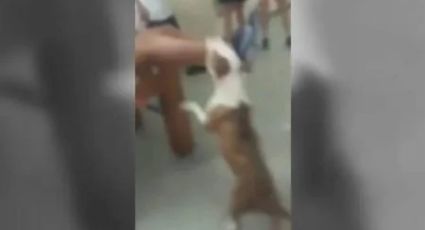 IMAGENS FORTES: Vídeo mostra momento em que pitbull ataca criança em escola