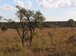 Rios do Cerrado perdem 27% da vazão e acendem alerta sobre colapso hídrico no Brasil
