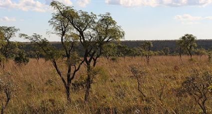 Expansão do agronegócio no Matopiba causa desmatamento recorde no Cerrado