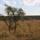 Rios do Cerrado perdem 27% da vazão e acendem alerta sobre colapso hídrico no Brasil