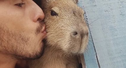 Tik Toker é multado pelo Ibama após exibir rotina ao lado de capivara