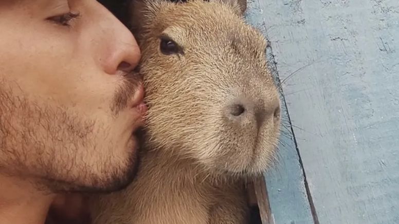 Tik Toker é multado pelo Ibama após exibir rotina ao lado de capivara