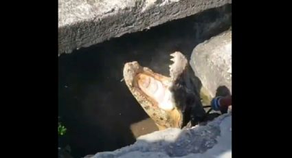 VÍDEO - Jacarés saem do esgoto, tomam sol e dão trabalho à PM em Florianópolis