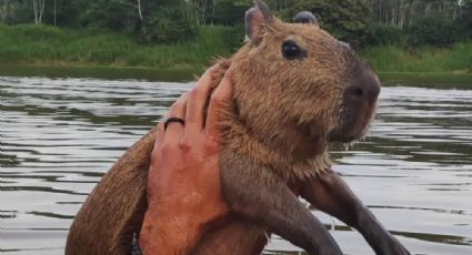 Caso da capivara: Não há decisão judicial para devolver animal ao influenciador, diz Ibama