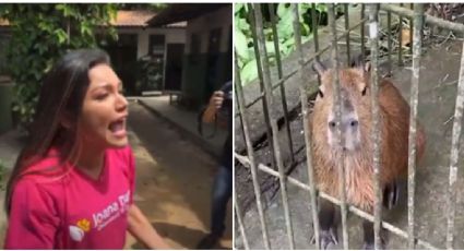 VÍDEO: Ibama devolve capivara a influenciador; deputada invade sede do instituto e intimida servidores