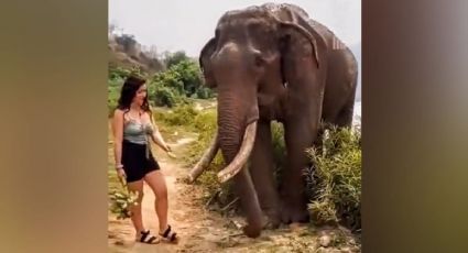 VÍDEO: Mulher provoca elefante com bananas e é atacada na Índia