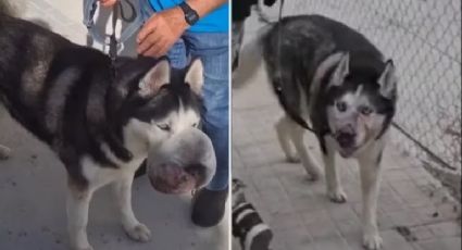 A emocionante história do cachorro que se salvou graças a um vídeo no TikTok