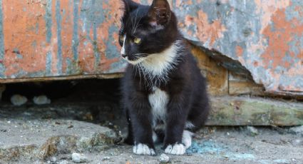 As misteriosas mortes de gatos em antigo condomínio de Brasília