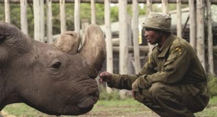 Com duas fêmeas e esperma congelado do último macho, cientistas tentam evitar extinção de rinoceronte