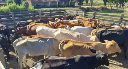 Polícia resgata bois e vacas em situação de maus tratos em São Paulo