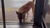 VÍDEO: Cachorro pega metrô todos os dias e impressiona a internet