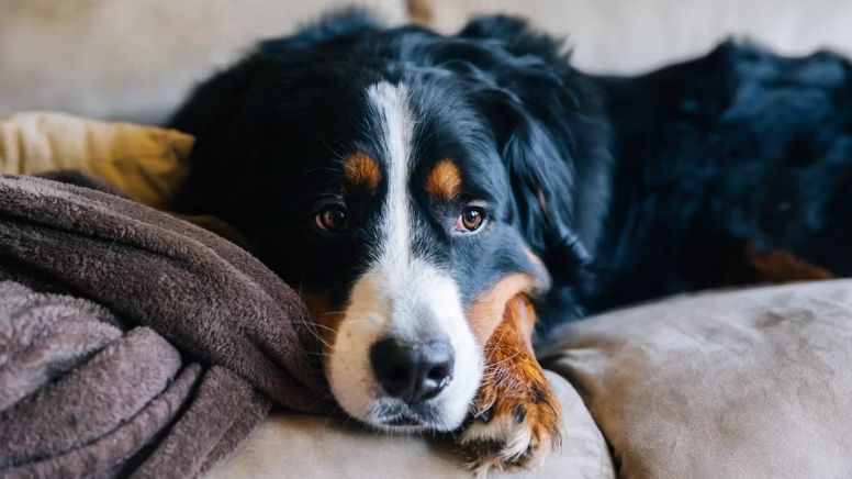 Animais em luto: como eles se comportam com a perda dos donos ou de alguém querido