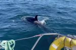 VÍDEO: Baleias orcas atacam barco no oceano: "ficamos petrificados"