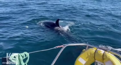 VÍDEO: Baleias orcas atacam barco no oceano: "ficamos petrificados"