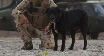 A incrível história da cadela que ficou 14 meses desaparecida na guerra e foi resgatada