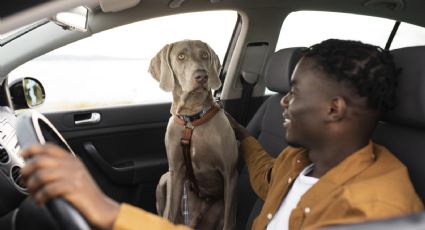 Pets no carro: veja como transportar com segurança e evitar multas