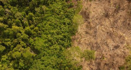 Como empresa dos EUA e “gigante do açúcar” brasileira criaram o maior esquema de compra de terra ilegal