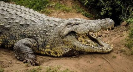 Pescador desaparece e corpo é encontrado dentro de crocodilo