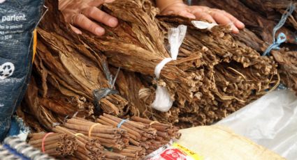 Como indústria do tabaco influencia educação e formação profissional no Paraná