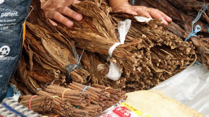 Como indústria do tabaco influencia educação e formação profissional no Paraná