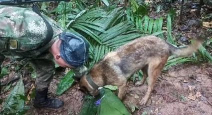 O cão herói e os bastidores do resgate das 4 crianças na selva da Colômbia