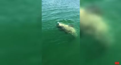 VÍDEO: garoupa devora tubarão em cena bizarra gravada por pescadores