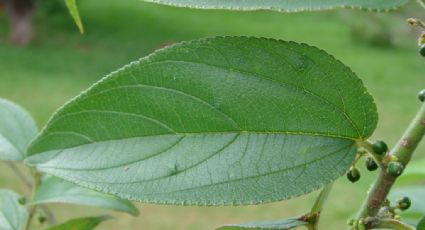 Trema micrantha Blume: a planta nativa brasileira que carrega substância medicinal da maconha