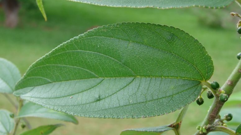 Trema micrantha Blume: a planta nativa brasileira que carrega substância medicinal da maconha