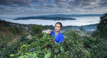 Cultivo de chá remodela vila étnica na fronteira China-Mianmar