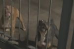 Pitbulls que atacaram 8 pessoas sofriam de maus-tratos no interior de SP